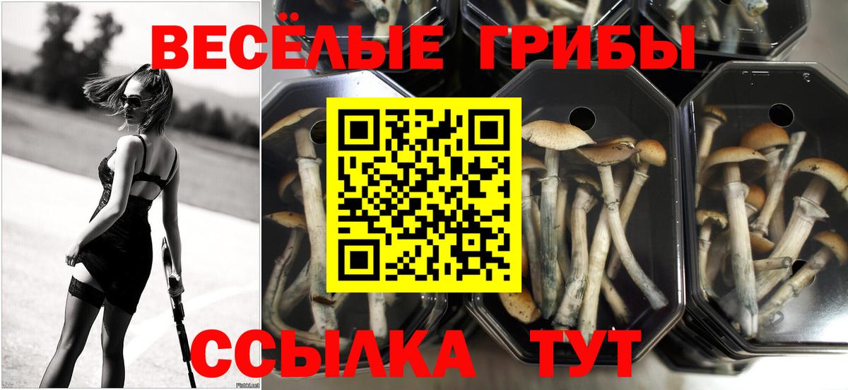 Нижний Тагил  Псилоцибиновые грибы GOLDEN TEACHER  Вход с VPN 